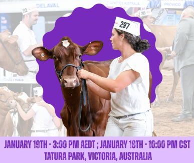 IDW Illawarra Show 1.2026