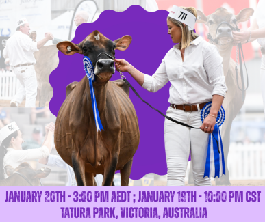 IDW Jersey Show 1.2026