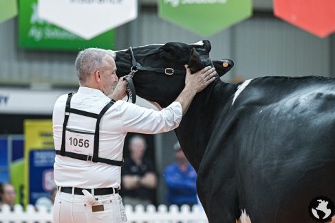 IDW26-Holstein-1017