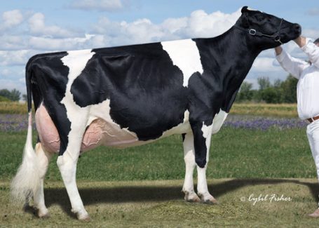 Lylehaven Lila Z EX94-22*, 3rd dam of Lot 26