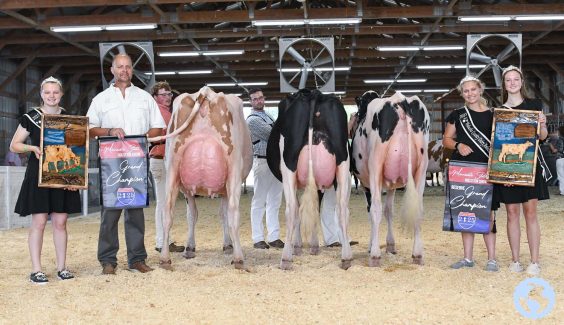 MN Holstein-9852