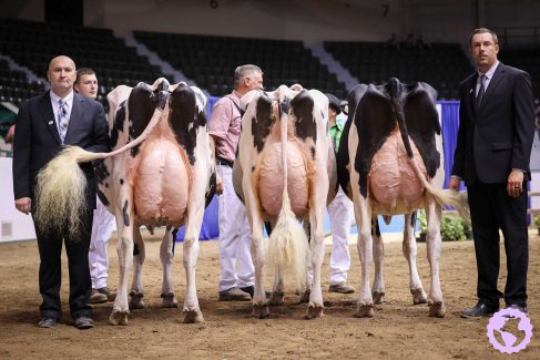 MNSFHOLSTEIN-42