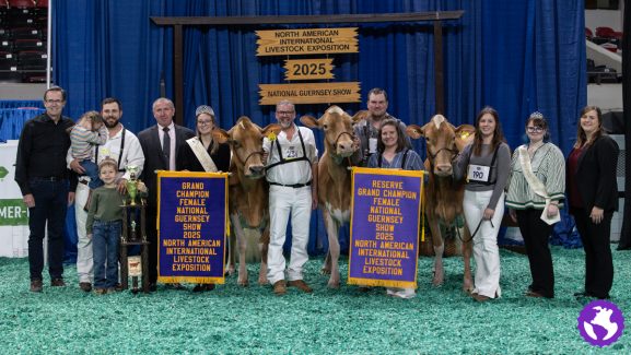 NAILE25-Guernsey-Cows-33