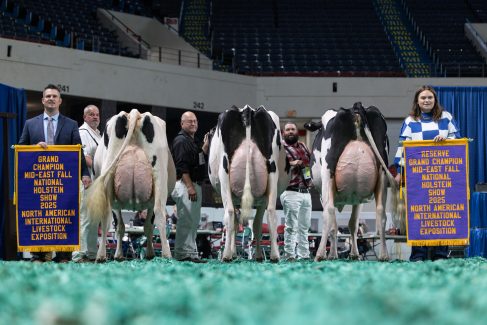 NAILE25-Holstein-Cows-180