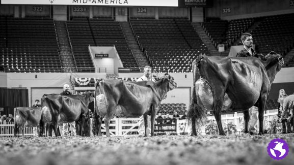 NAILE25-Jersey-Cows-0253-2