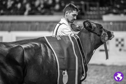 NAILE25-JerseyJug-3645-2