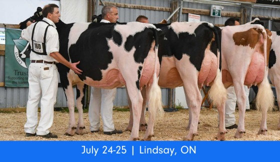 ON Summer Holstein Show 25 ON Summer Holstein Show 25