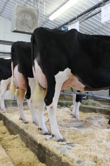Left-Pineland Atwood Tat EX90 and Pineland Atwood Toreen EX92(max)