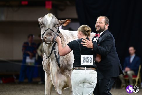 RS-WDE25-MS Cows9909 RS-WDE25-MS Cows9909