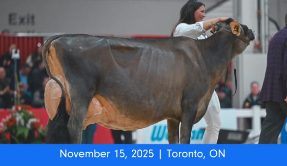 Royal Agricultural Winter Fair (1)