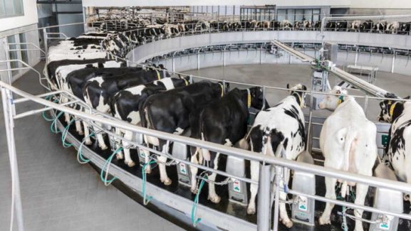 T8900-rotary-milking-parlor