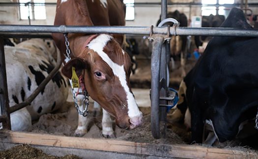 UNY-Spec-Emily_Kenny-Glory_Days_Farms-20250602-003 UNY-Spec-Emily_Kenny-Glory_Days_Farms-20250602-003