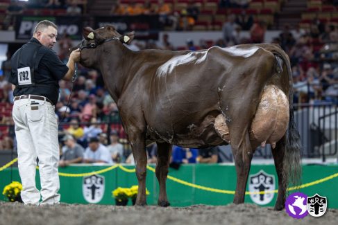 WDE25-AyrshireCow-9-16