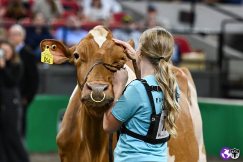 WDE25-Guernsey-4185 WDE25-Guernsey-4185