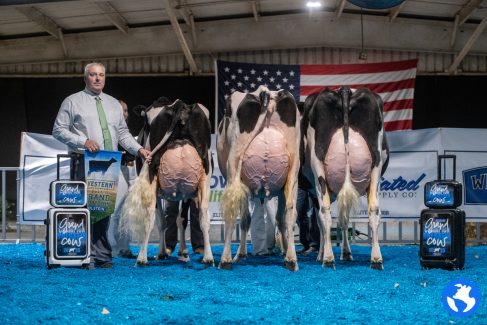 WDS-Cows-1-2 WDS-Cows-1-2