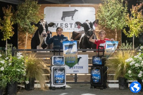 WDS-Cows-6 WDS-Cows-6