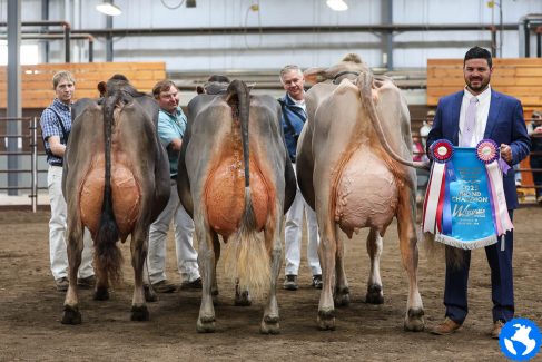 WISpring25_Brown Swiss-8600
