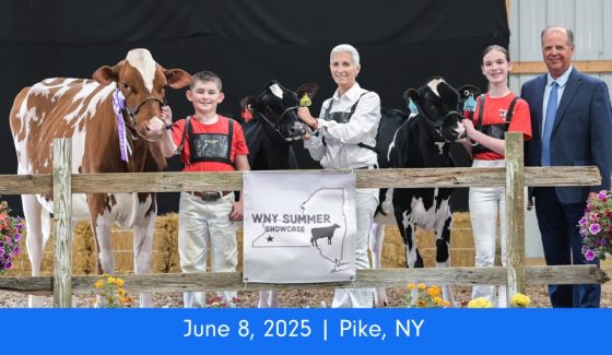 Western New York Summer Holstein Show