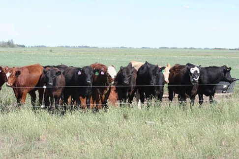 cattle herd