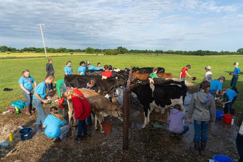 cow camp