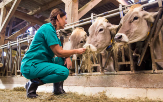 cow_n_doc-1