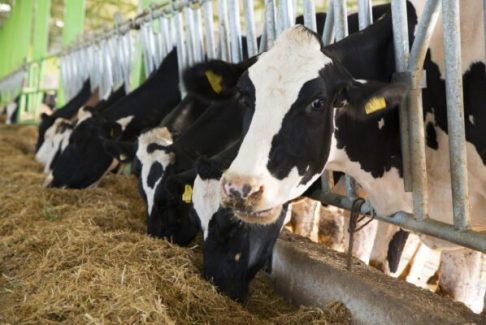 dairy-cows-eating