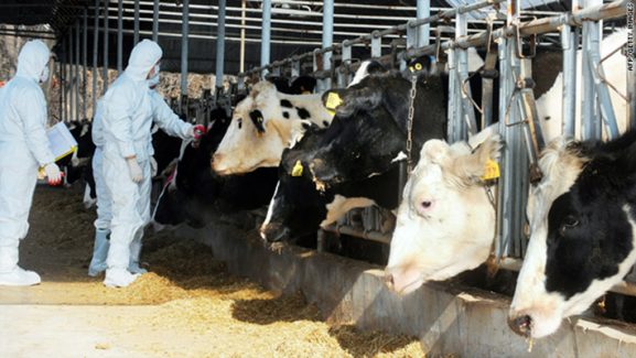 fam cows