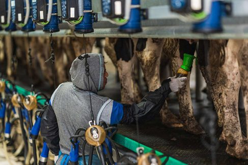 immigrant-dairy-workers-2000x1333