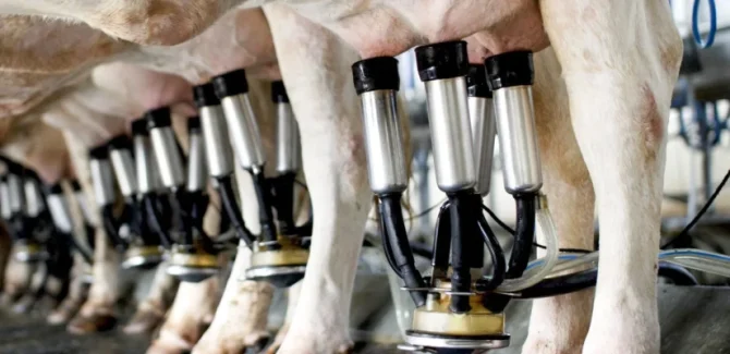 row-of-cows-being-milked